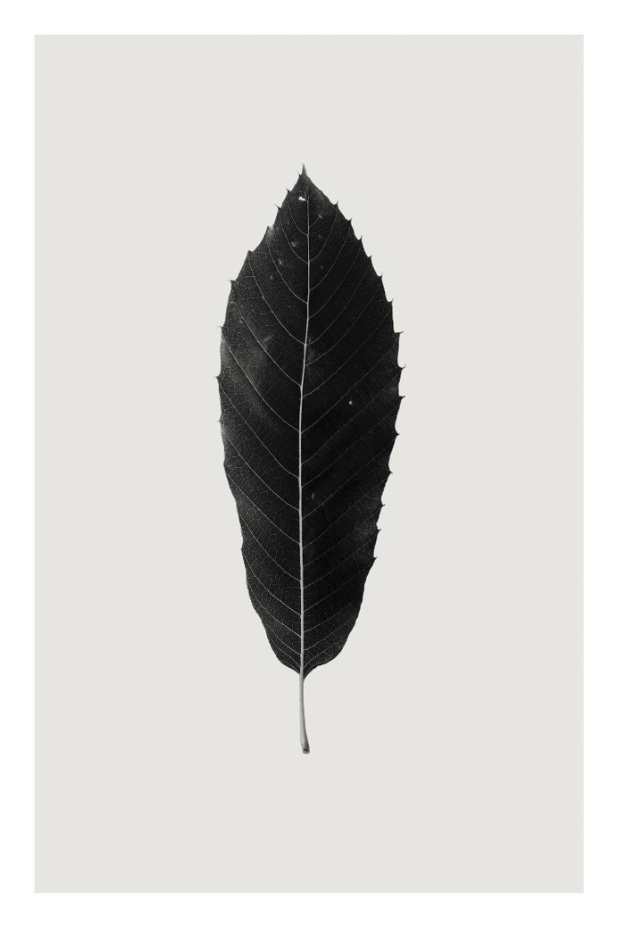 Saatchi Art Artist Anders Bundgaard; Photography, "Sweet Chestnut"
