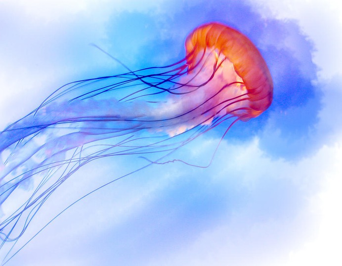 easy jellyfish painting & jellyfish paint by numbers #painting