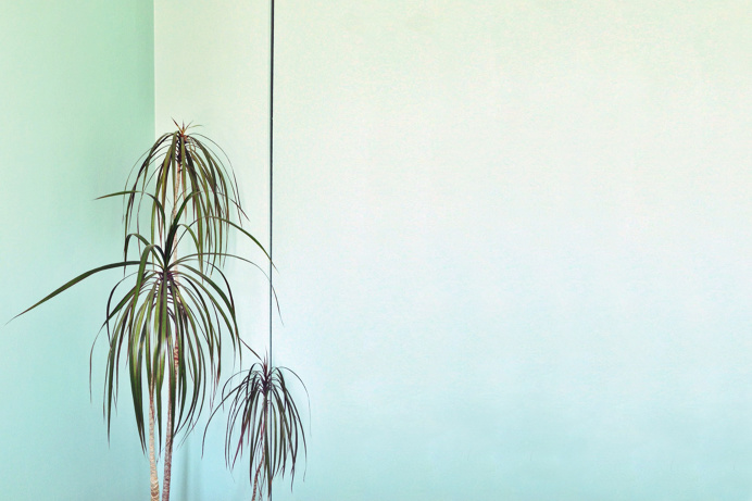 #mint #palm #corner