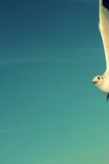 websitesarelovely #photography #retro #snapshot #seagull