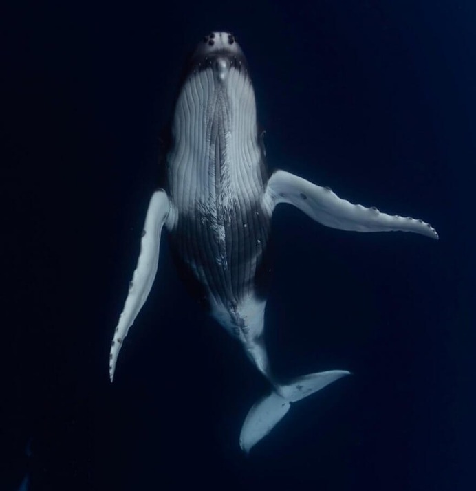 Magical Underwater and Ocean Photography by Scott Wilson