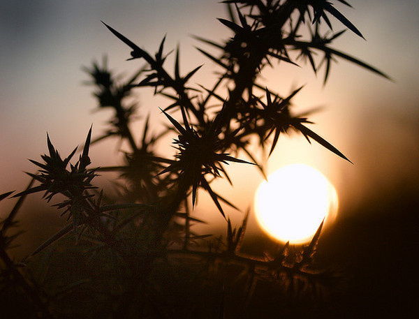 Over root and thorn. #thorn #sun #kinver #silhouette #sunset