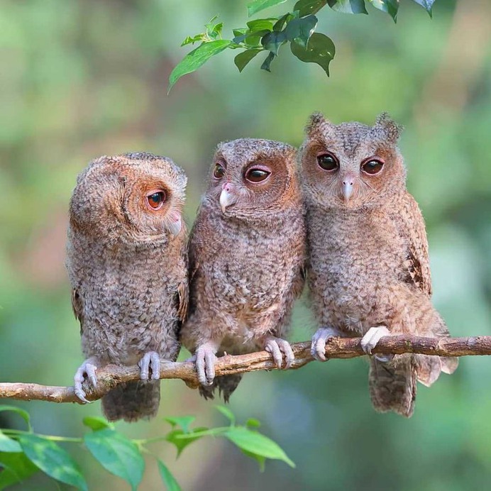Birds of Taiwan: Brilliant Birds Photography by Chen Chengguang