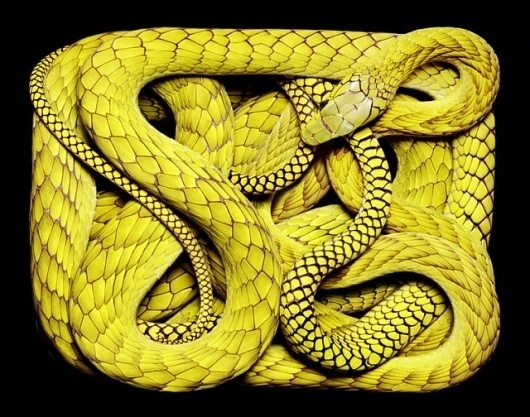 Colossal | An art and design blog. #snake