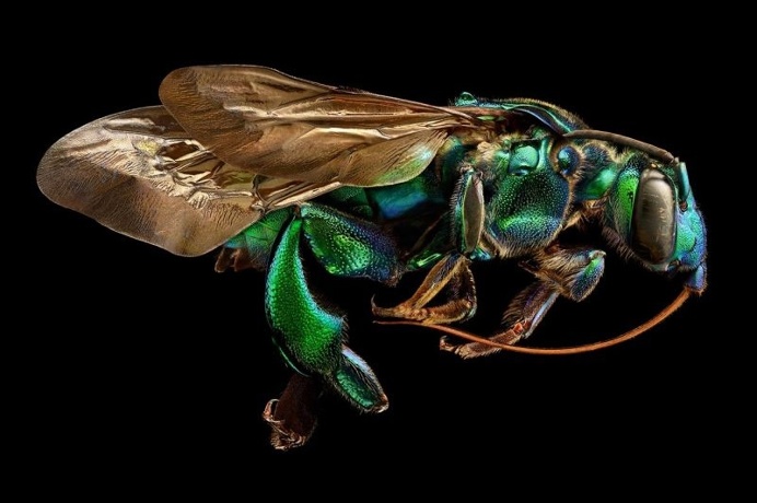 Microsculpture: Insect Portraits Under The Microscope by Levon Biss