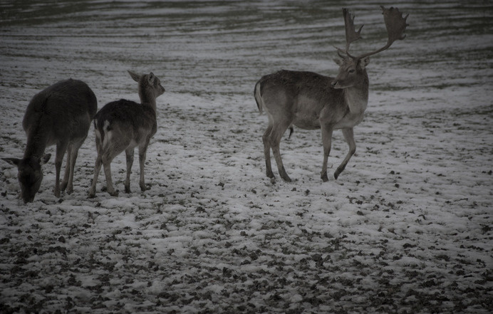 K A M I L A N O R A N E T I K #wild #deer #wilderness #landscape #photography #natural #animals #winter