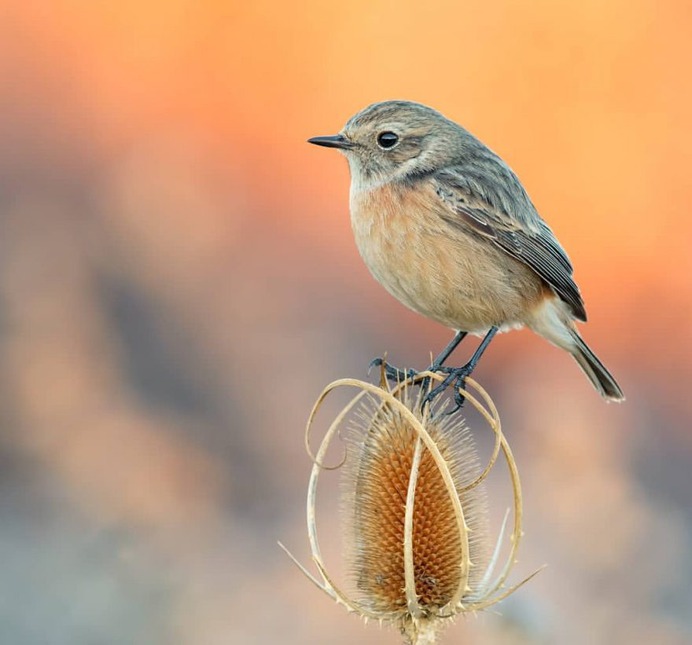 Birds of Italy: Beautiful Birds Photography by Lorenzo Magnolfi