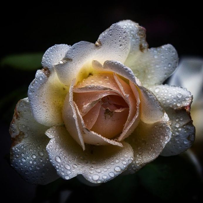 Breathtaking Beauty of Flowers: Close-Up Photography by Anne Wehner