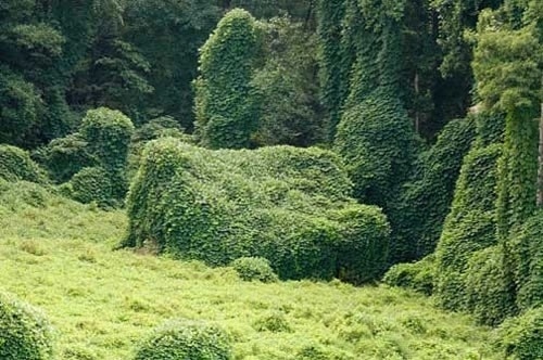Subtopia: The Green Yonder #landscapes #green