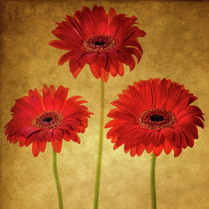 daisy painting & daisy paint by number #painting