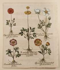 Basilius Besler, the sheet from ”Hortus Eystettensis”