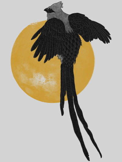 Mousebird #design #graphic #illustration #nature #animals