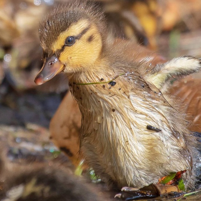 #birdwhisperer: Beautiful Birds Photography by Chris A. Fraley
