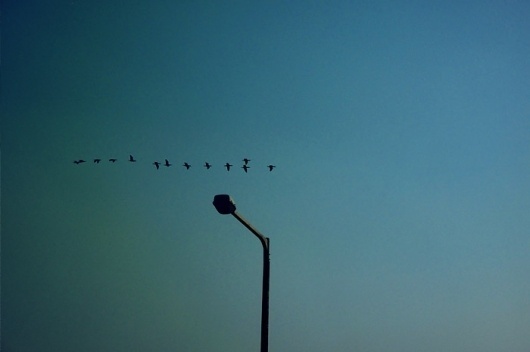 KR-JP 09 : Eye Stamp #photography #lightpole #bird