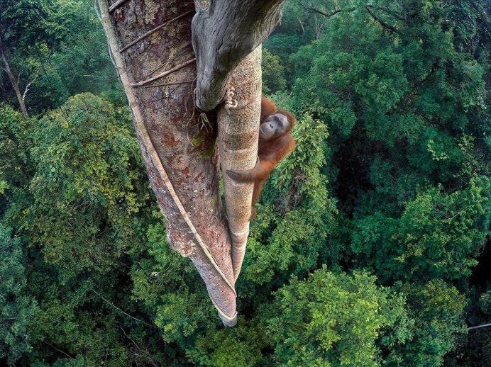 A Bornean orangutan climbs a tree - National Geographic