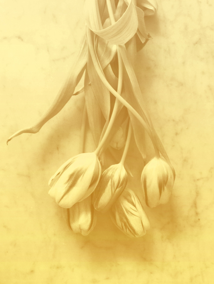 #tulips PHOTOGRAPHIE © [ catrin mackowski ]