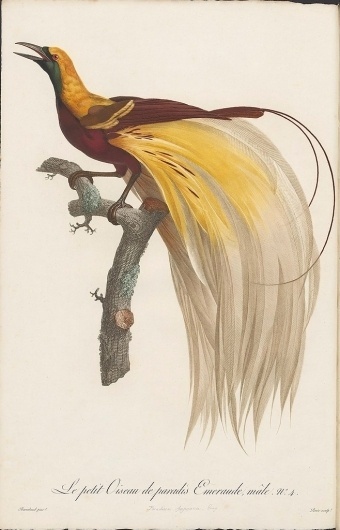 BibliOdyssey: Birds of Paradise #illustration #book #bird