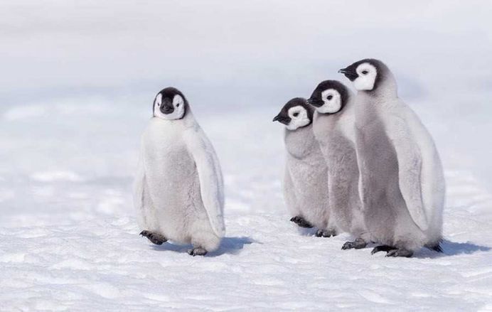 Franka Slothouber Captures The Emperor Penguin Colony in Antarctica