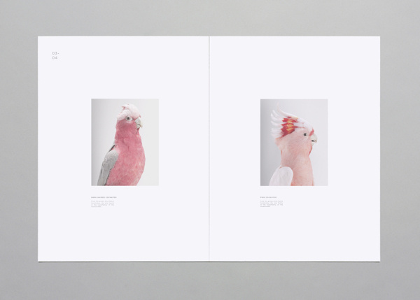 Birds on Behance #print #publication