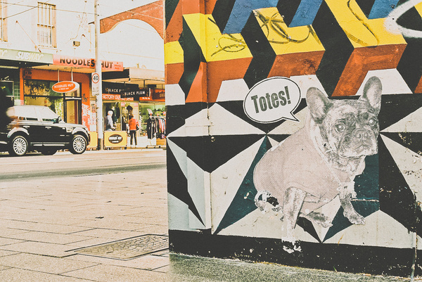 duncographic film. credit to duncan jacob #photo #pop #dog #film