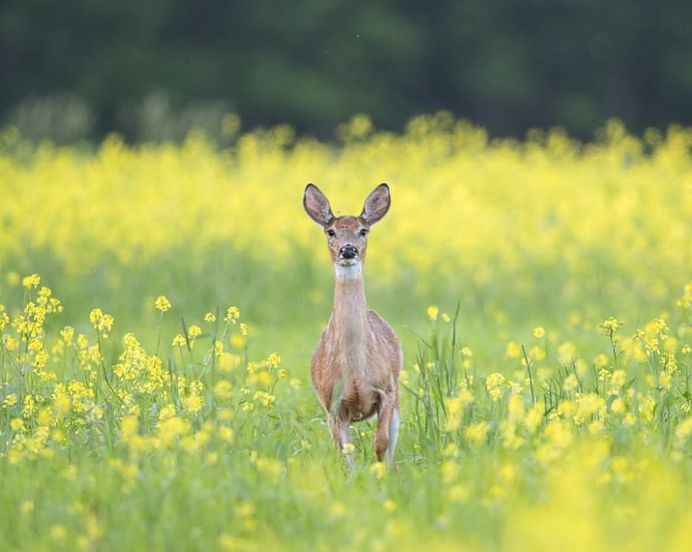 Unforgettable Portraits of Wild Animals by Melissa Groo