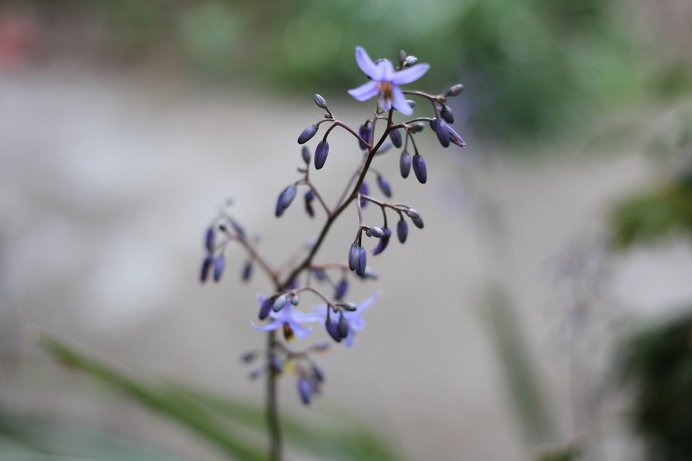 Purple Flower, Ella Clark, taken on 1st of September 2017, http://suitcasedreaming.tumblr.com