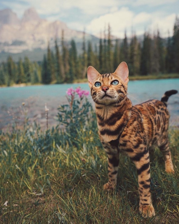 Meet Suki, The Adventure Wondercat Who Became an Instagram Star
