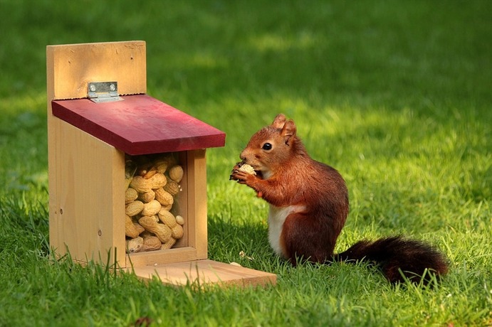 Squirrel 