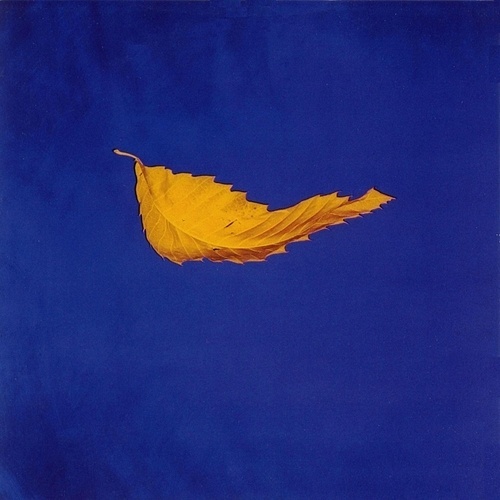 Magnificent Ruin #leaf #saville #faith #cover #peter #photography #true