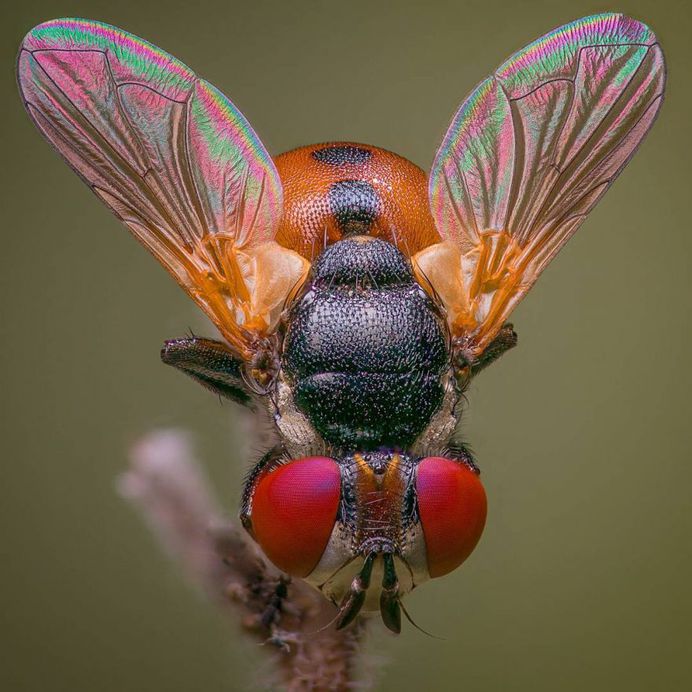 Gymnosoma Acrosterni
