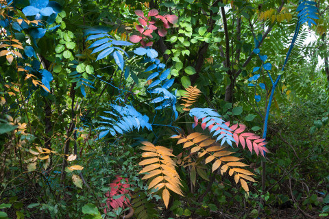 'Exaggerations' by Jackson Hallberg | PICDIT #photo #color #photography #colour #plant