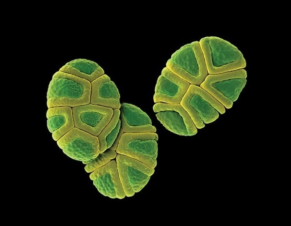 Microscopic Nature2 #micro