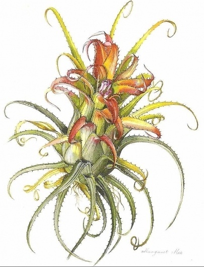 Resultados de la Búsqueda de imágenes de Google de http://www.bromeliad.org.au/news/Ill0109.jpg #flower #illustration