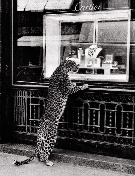 Cartier leopard #leopard #cartier 