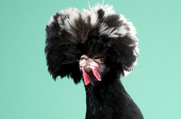Mitch Payne's Poultry series #photography #chicken
