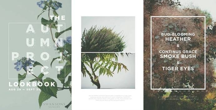 FAQ — Autumn Project Month Lookbook #plants #studio photography #flowers #foiliage #maggie samson