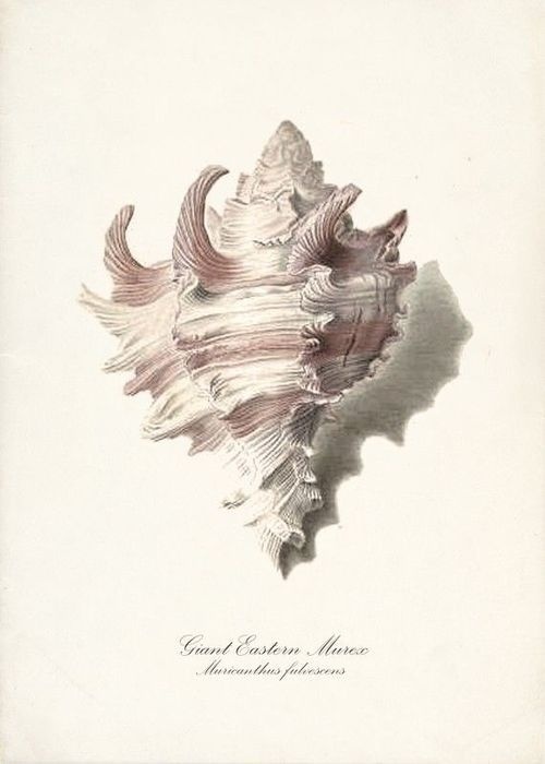 themagicfarawayttree: Vintage Sea Shell Print #ocean #shell #illustration #sea #art #study #drawing
