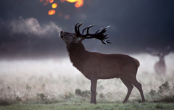 Days of Autumn The Big Picture Boston.com << Dan Kitwood #deer #dusk #richmond #park #stag #photography #beautiful