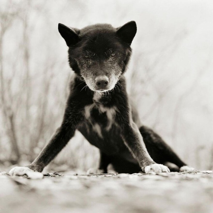 Blue, Australian Kelpie, Age 19