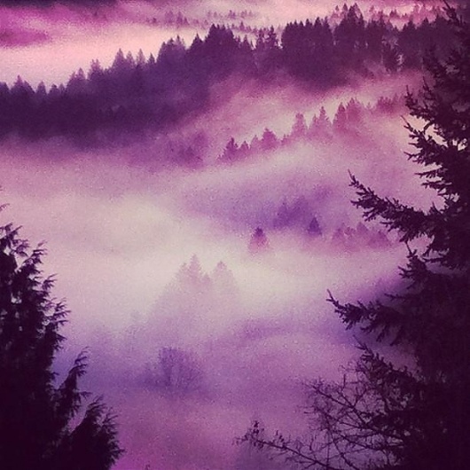 426506_10150583807979872_507164871_8611969_559125230_n.jpg (612×612) #fog #trees #instagram