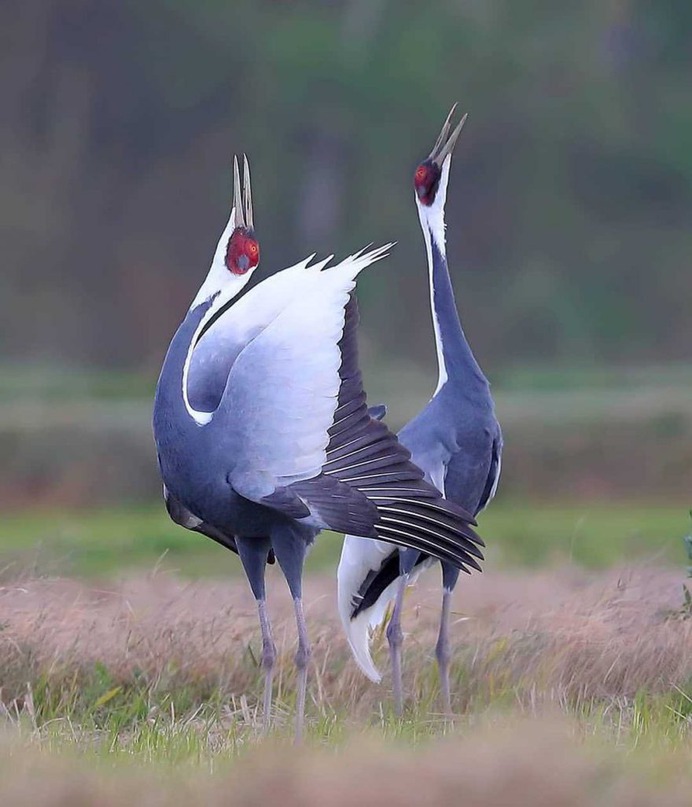 Birds of Taiwan: Brilliant Birds Photography by Chen Chengguang