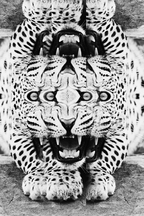 Biter #teeth #leopard #white #eyes #reflection