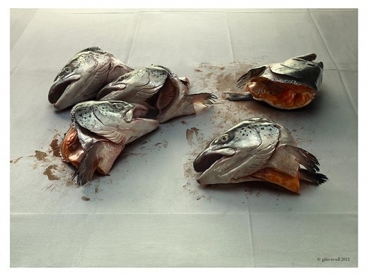 Collate #photo #fish