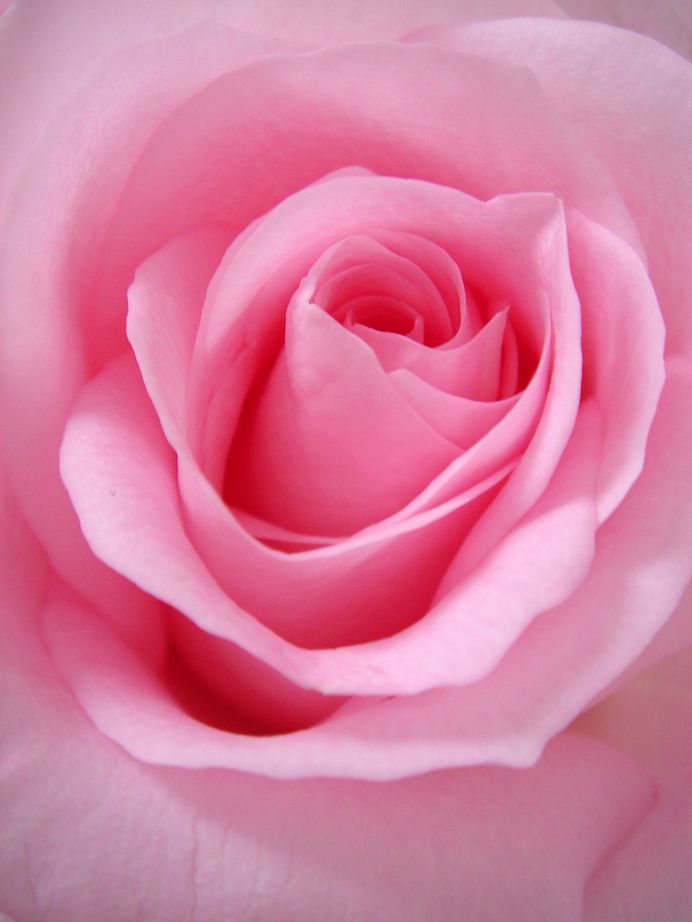 Rose photo by Mike Castro Demaria (@madmikefr) on Unsplash