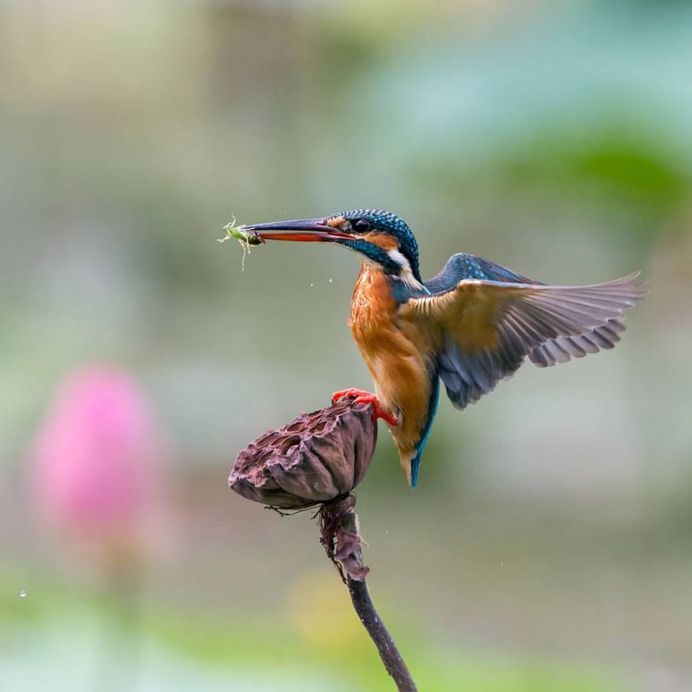 Common Kingfisher