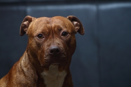 DeadFix » Pit #pitbull #dog