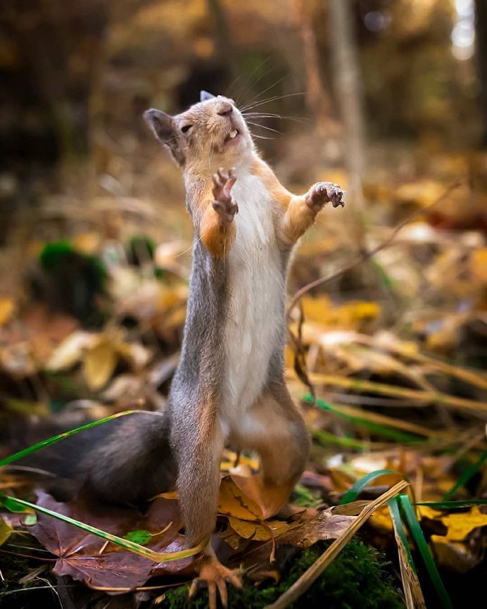 Wildlife Finland: Cute Animal Portraits by Ossi Saarinen