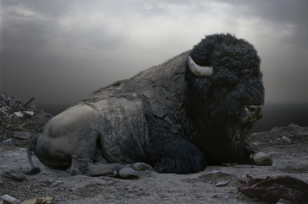 Simen Johan - Buffalo #buffalo #portrait #animal