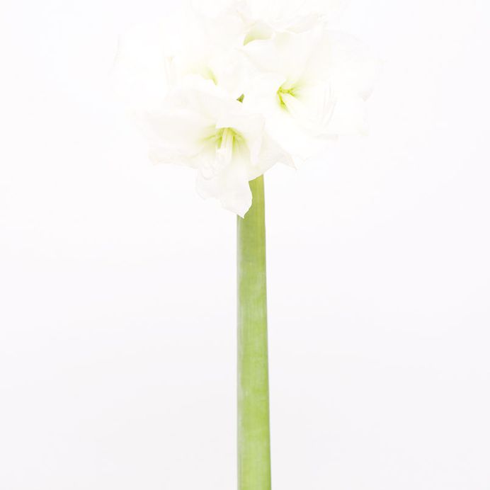 瞬 matataki – 近藤悟 / SATORU KONDO PHOTOGRAPHY