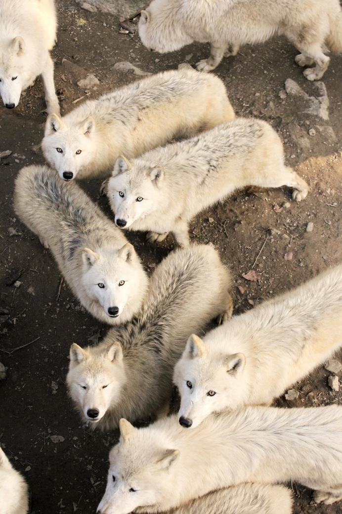Photograph White wolves by Veronika Rojová on 500px #wolves #wildlife #photography #white